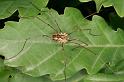 Mitopus_morio_D4945_Z_90_Les Gris_Frankrijk